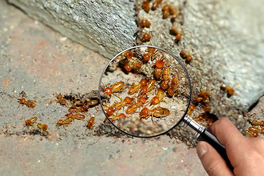 What is a WDO Inspection?